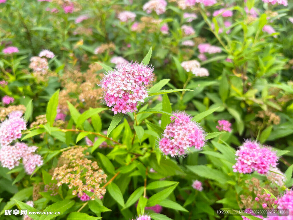 粉花绣线菊