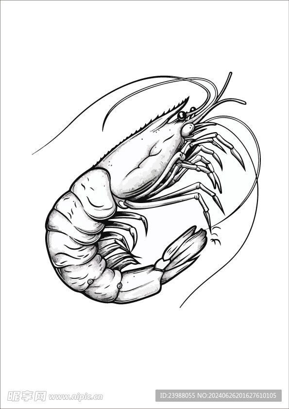 虾插画