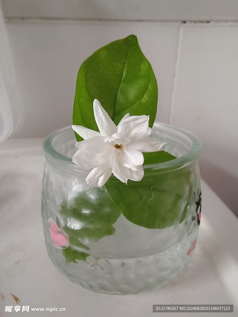 茉莉花