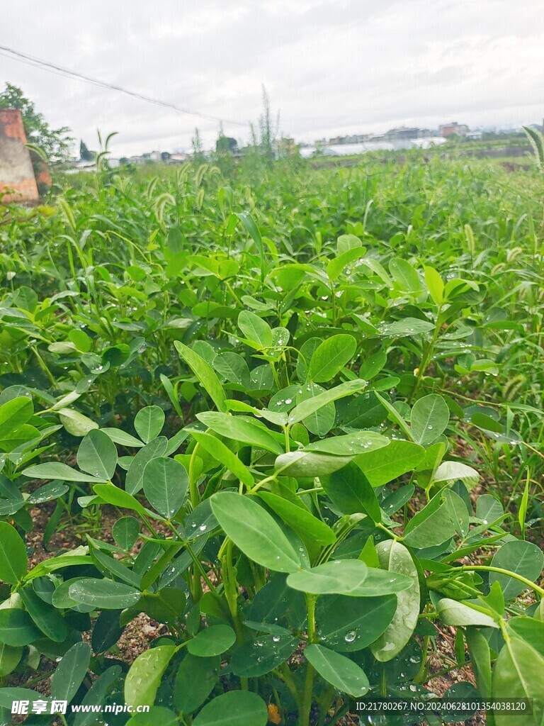 花生苗