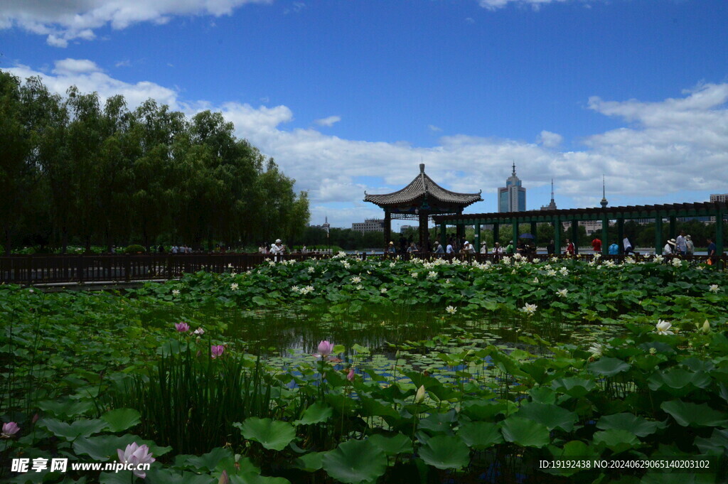 公园风景  