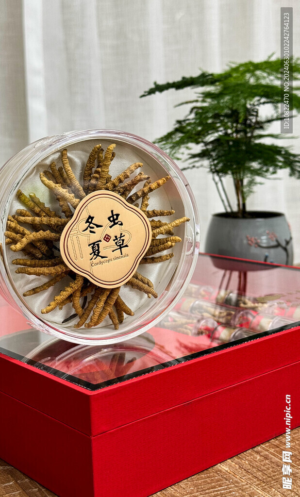 冬虫夏草