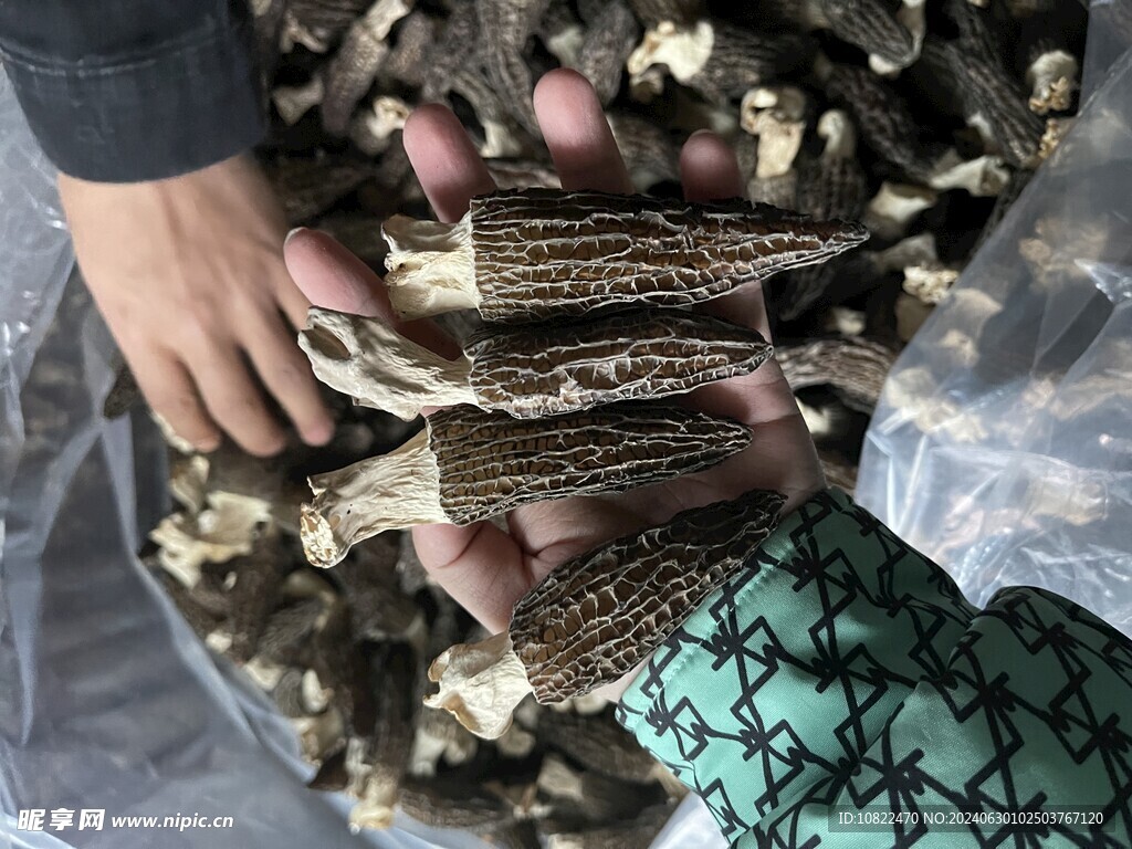 羊肚菌