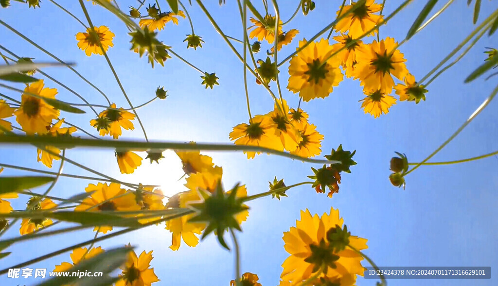 风中摇曳小雏菊黄色菊花