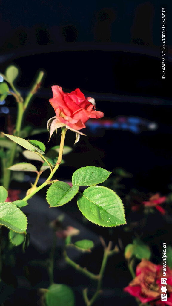 夜幕下的玫瑰花红玫瑰