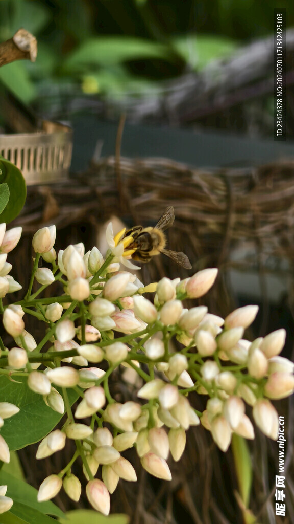 白色花朵 一簇花朵