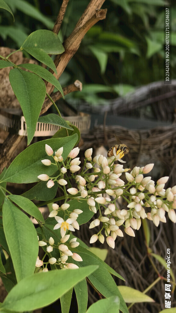 白色花朵特写小白花配绿叶小清新