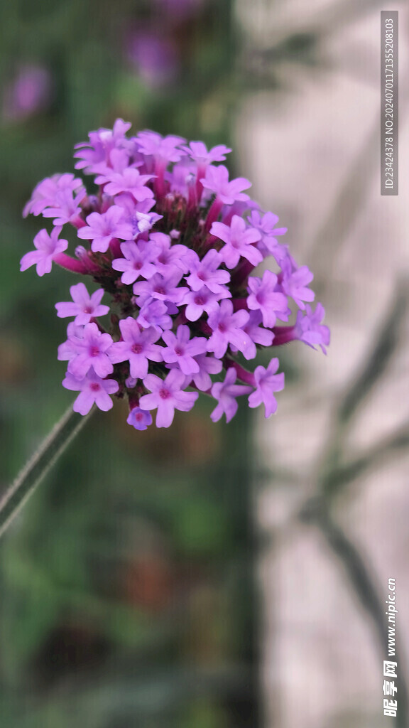 一朵柳叶马鞭草紫色的花