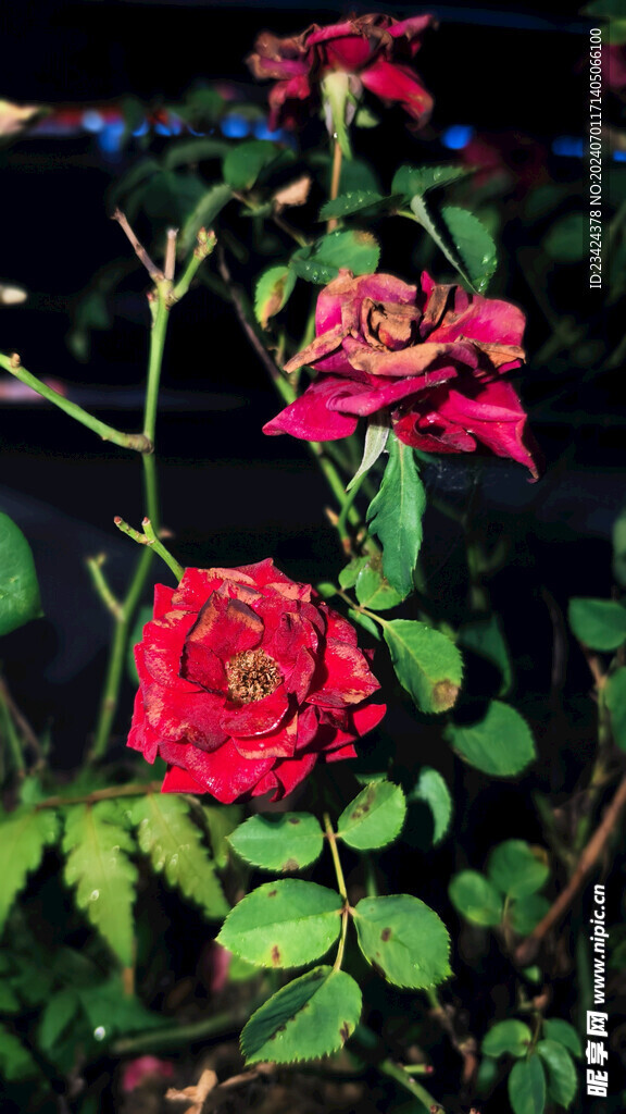 夜幕中盛开的红玫瑰花