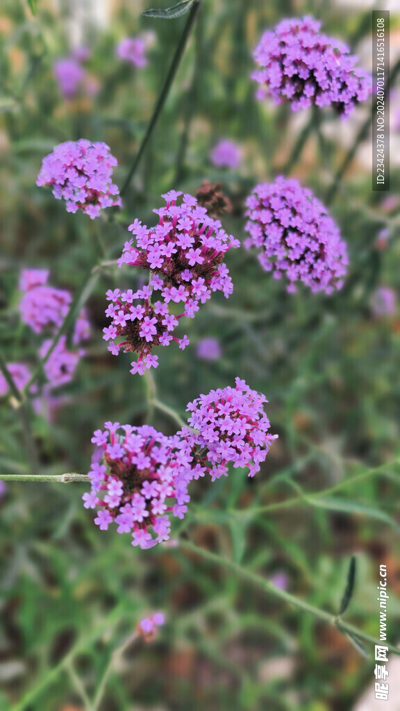 几朵柳叶马鞭草紫色的花