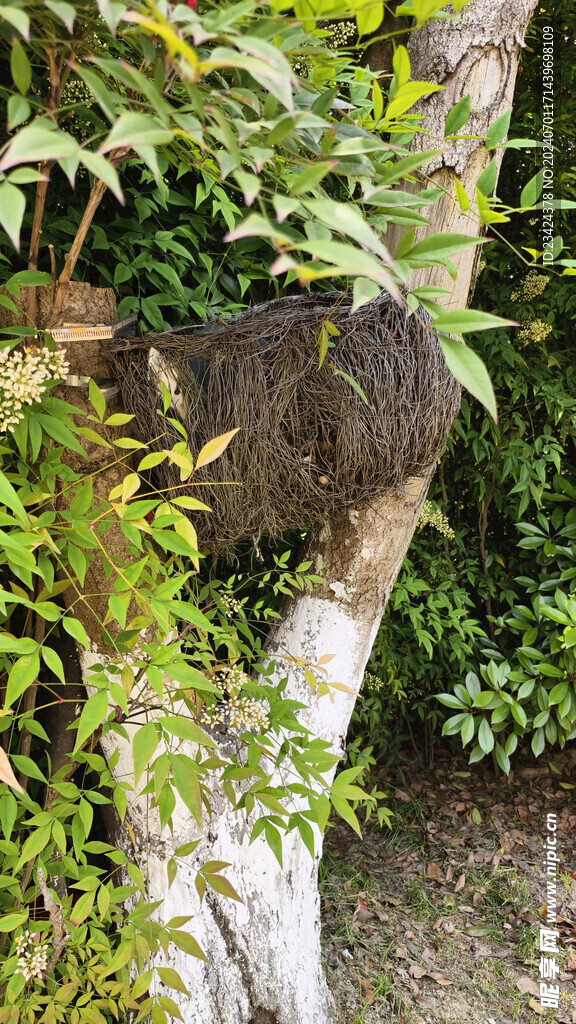 大鸟窝树叉上的大鸟窝树木