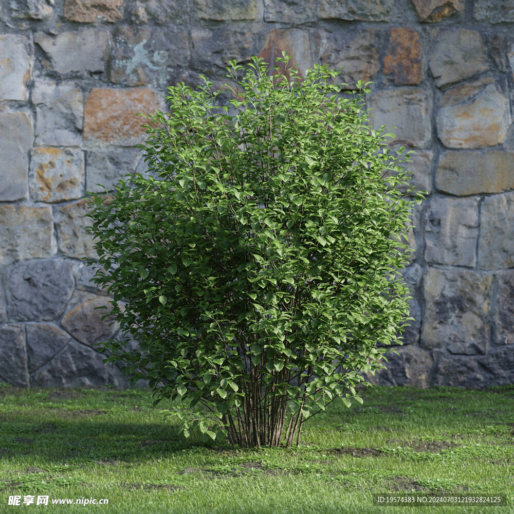 C4D模型 绿色植物