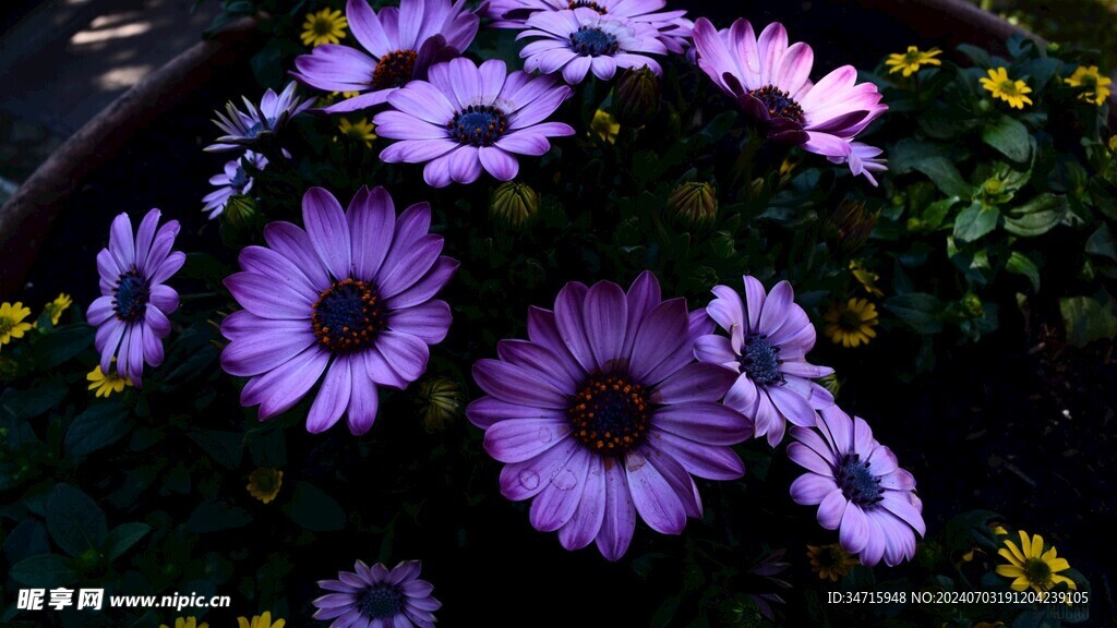 盛开的紫色小野花