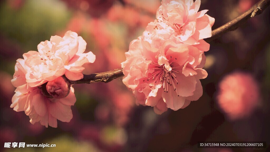 枝头盛开的小粉花