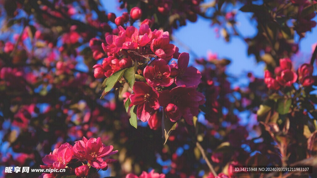 开满枝头的红花