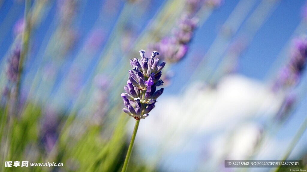 薰衣草特写