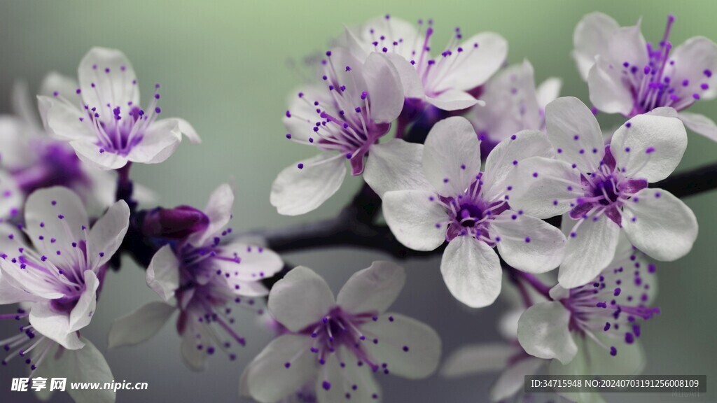 枝头盛开的花朵