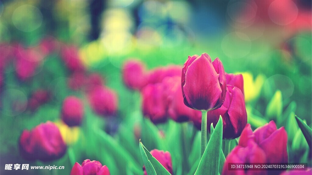 红色的郁金香花田