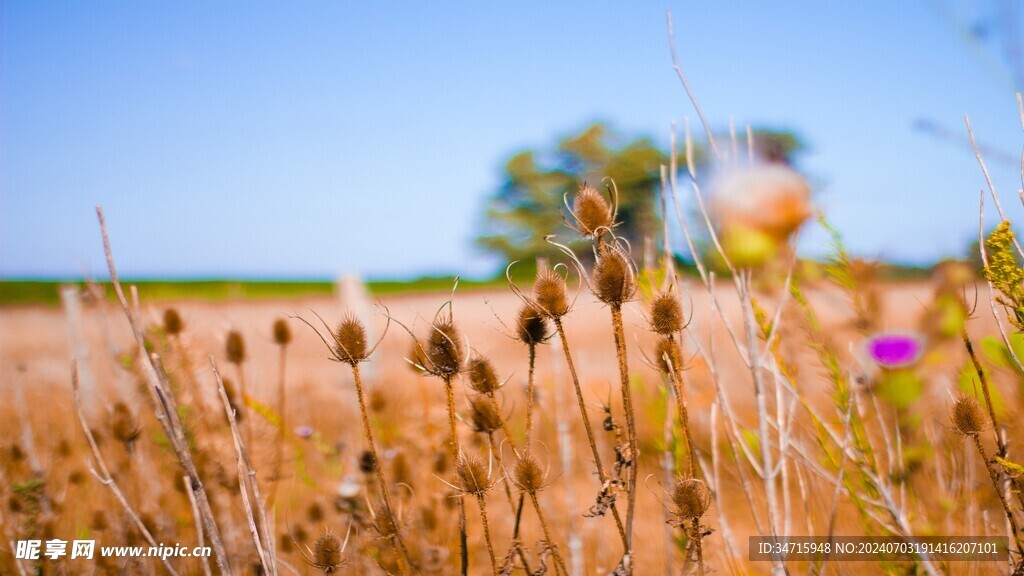 枯黄的野草