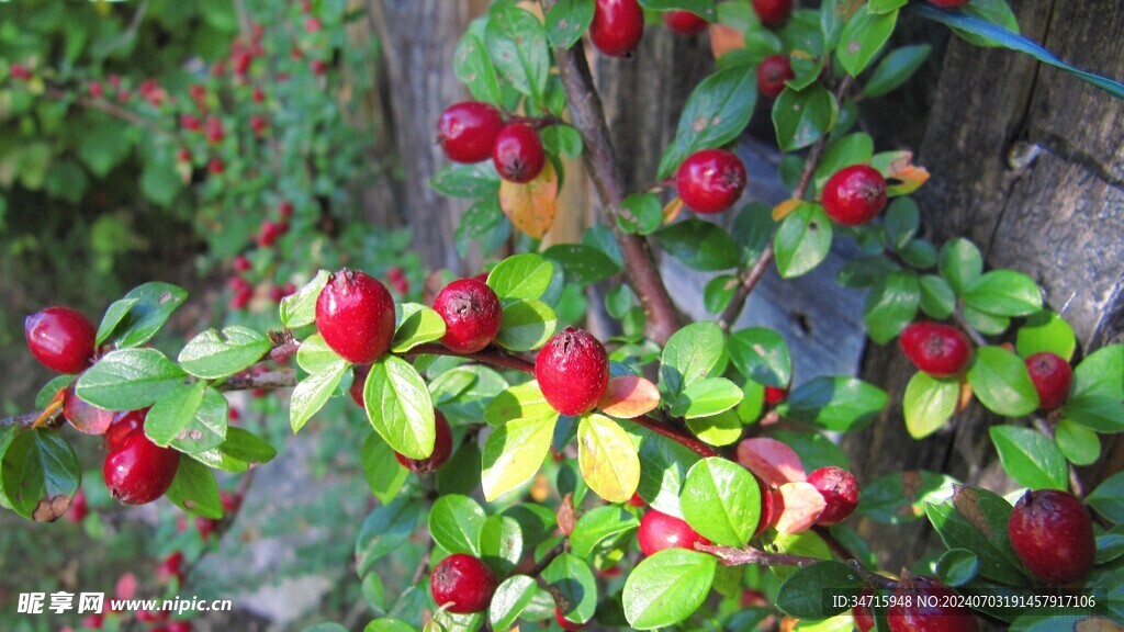 红色的小野果