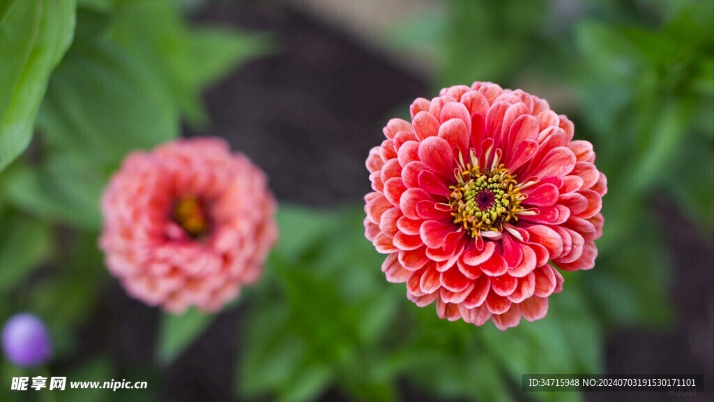 盛开的红色花朵
