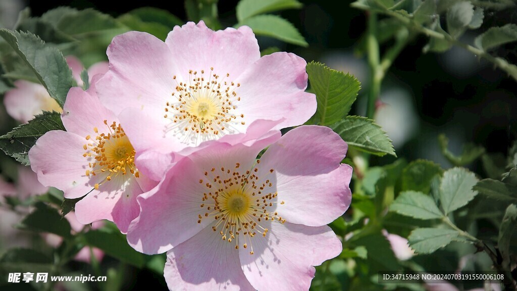盛开的粉色花朵