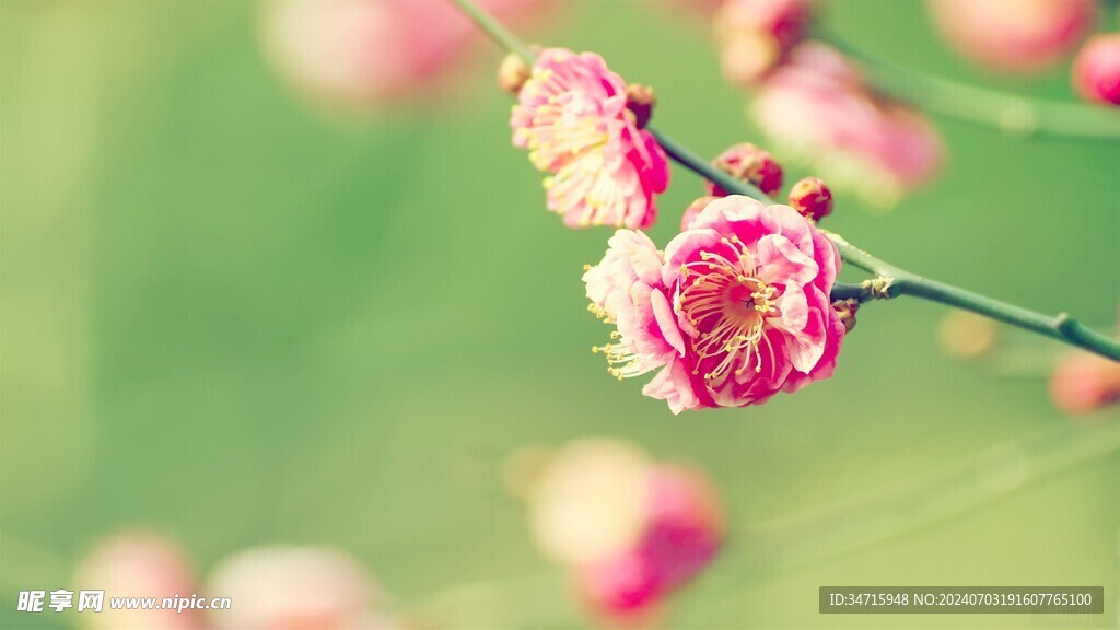 枝头盛开的桃花