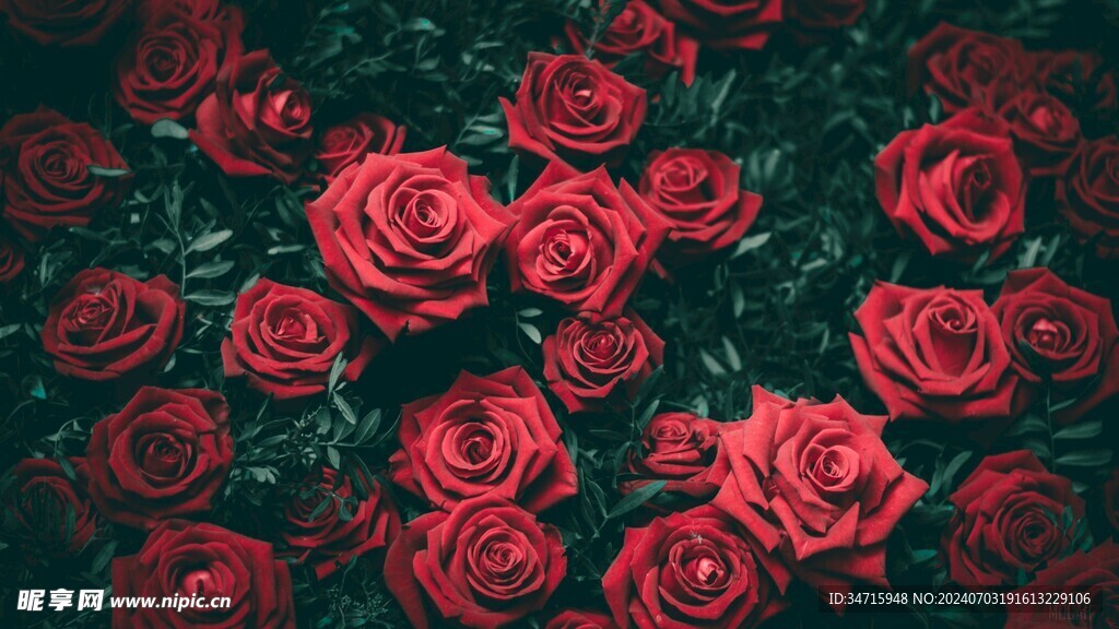 盛开的红色玫瑰