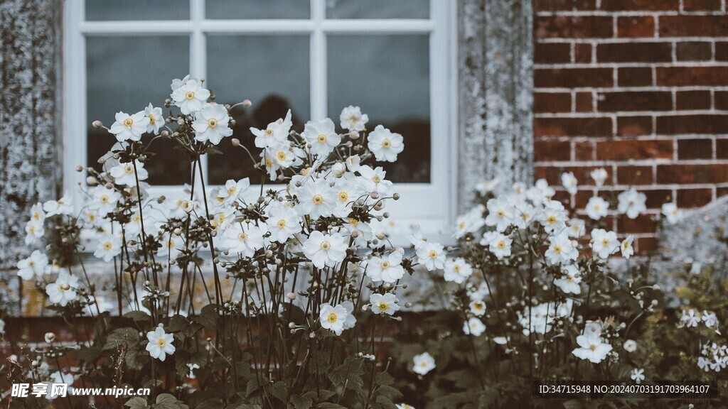 墙根下盛开的小花