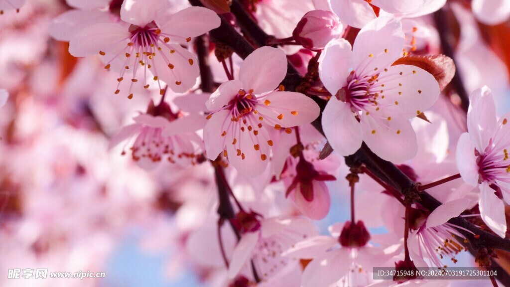 枝头开放的花朵