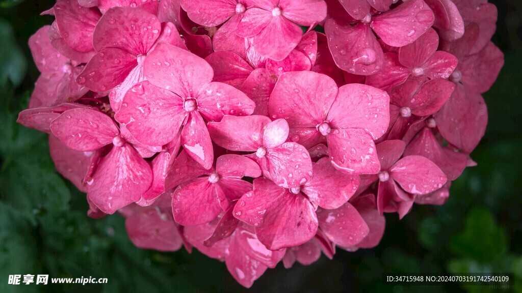 盛开的红色花朵