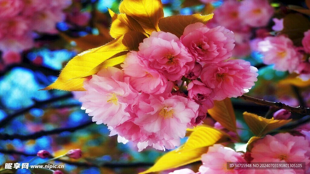 枝头绽放的花朵