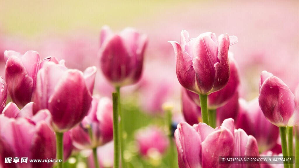盛开的粉色郁金香