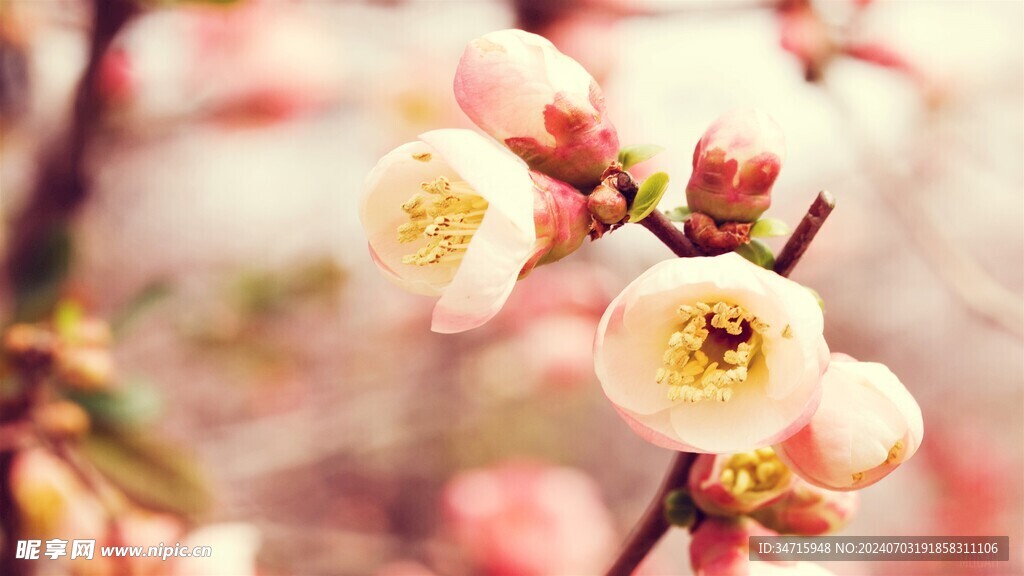 枝头开放的花朵