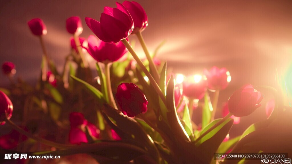 盛开的红色花朵