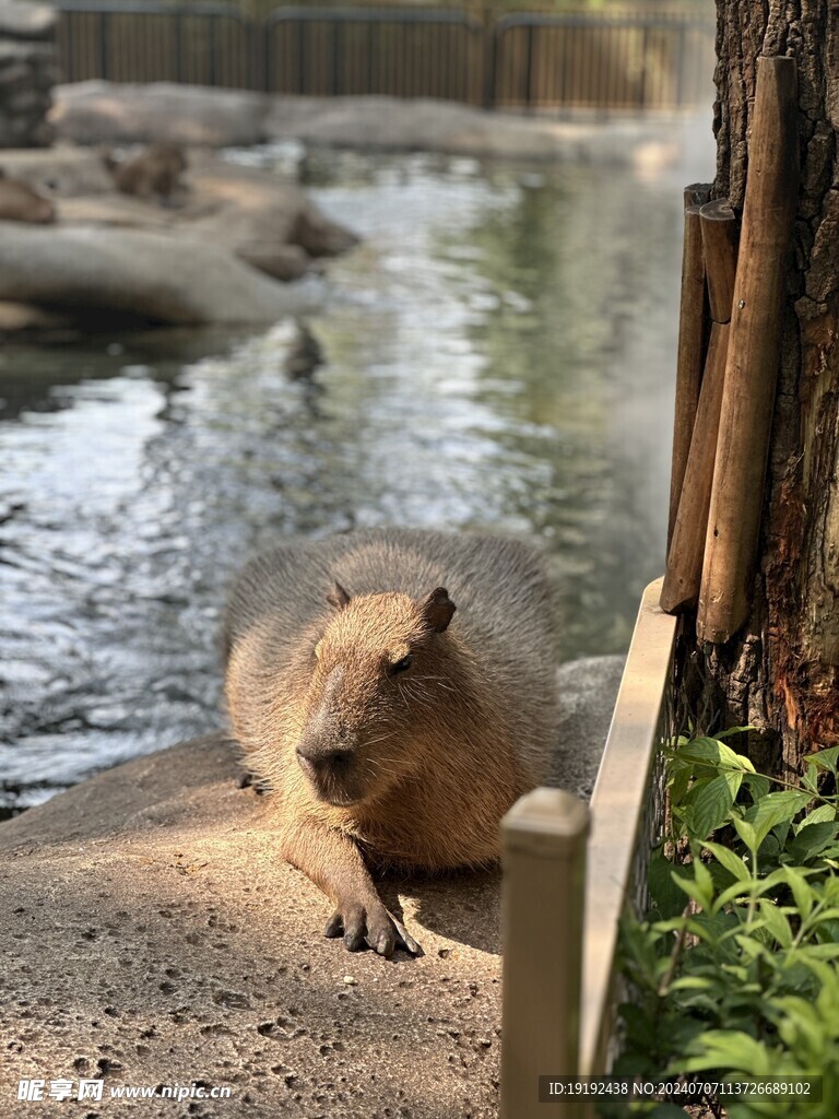 动物园风景 