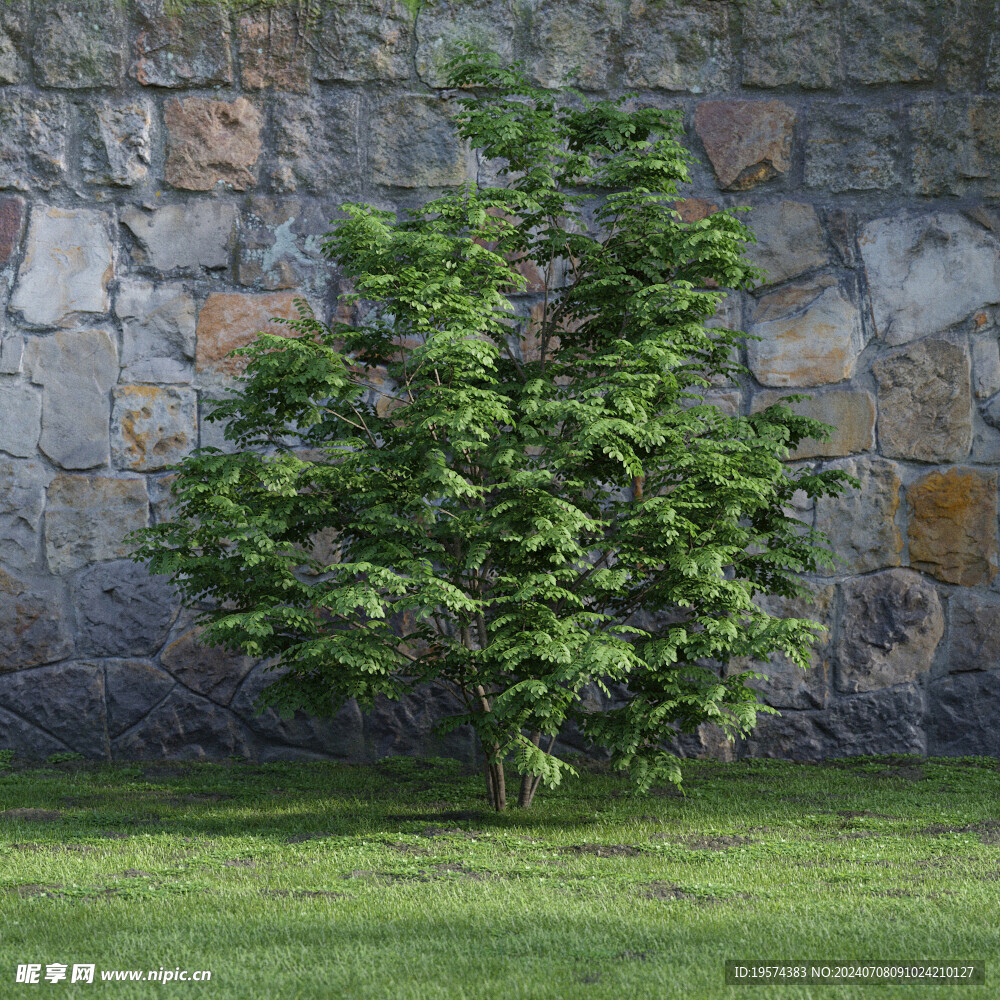 C4D模型 绿色植物
