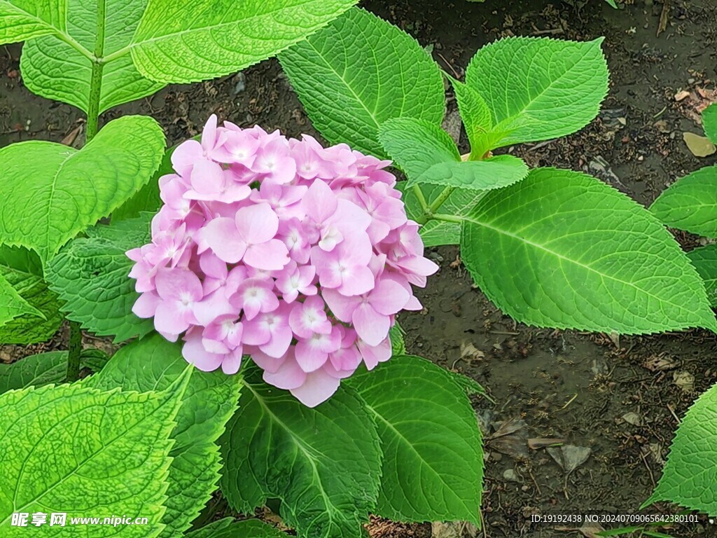 绣球花  