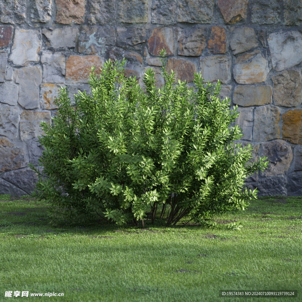 C4D模型 绿色植物