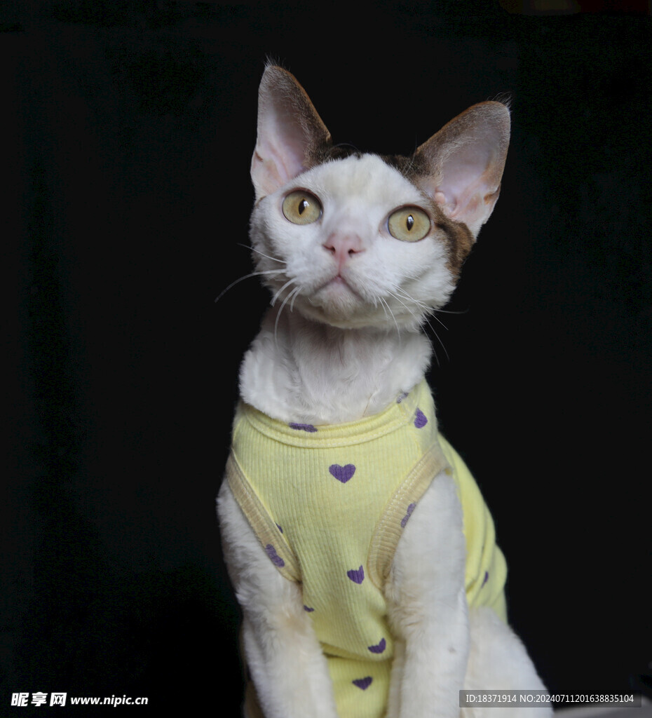 小猫德文