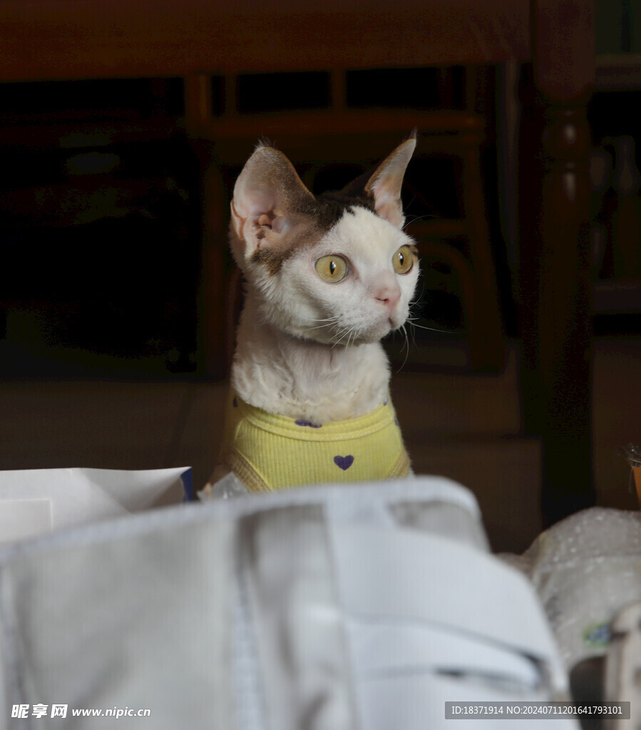 小猫德文