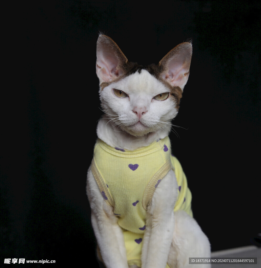 小猫德文
