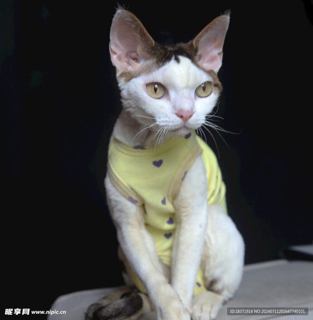 小猫德文