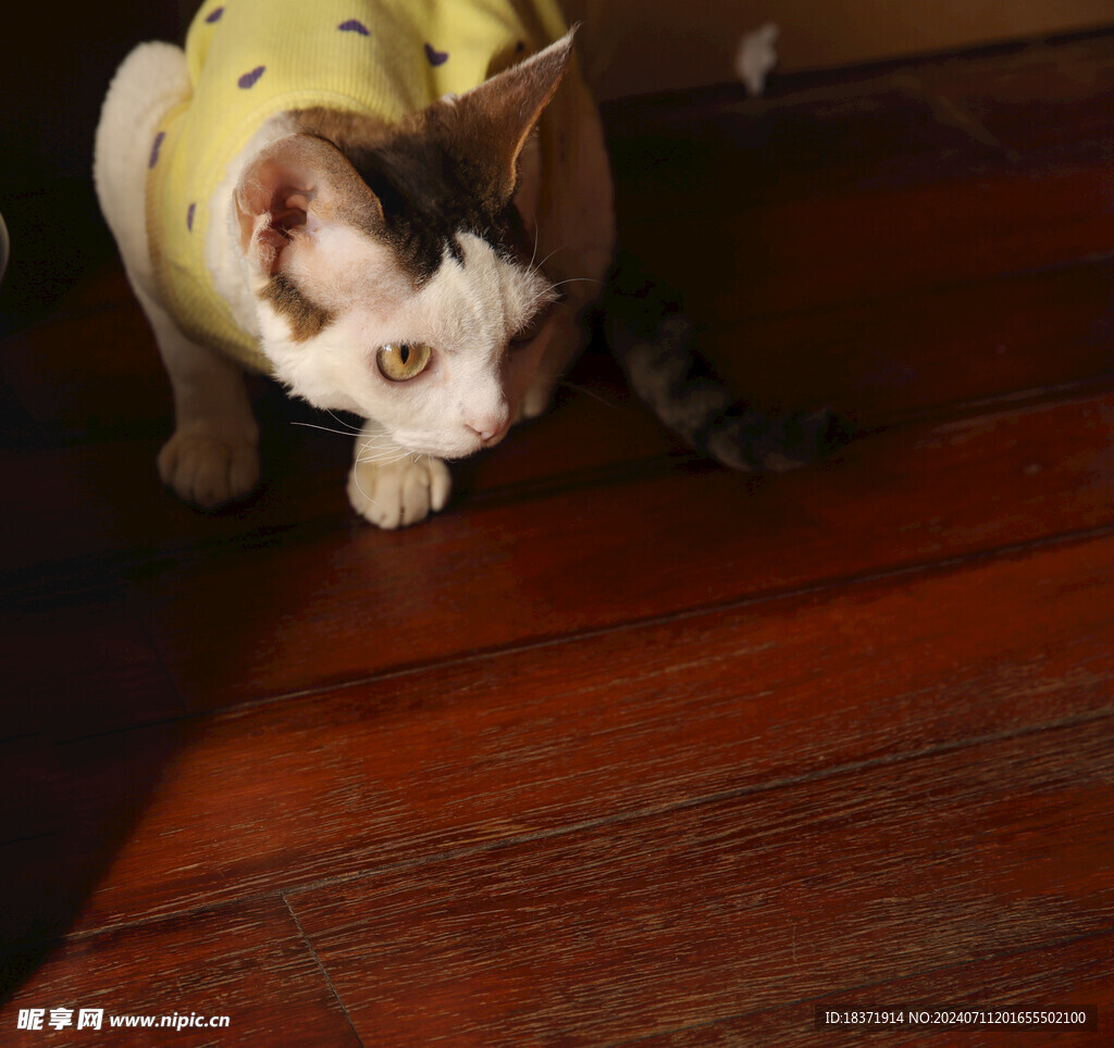 小猫德文
