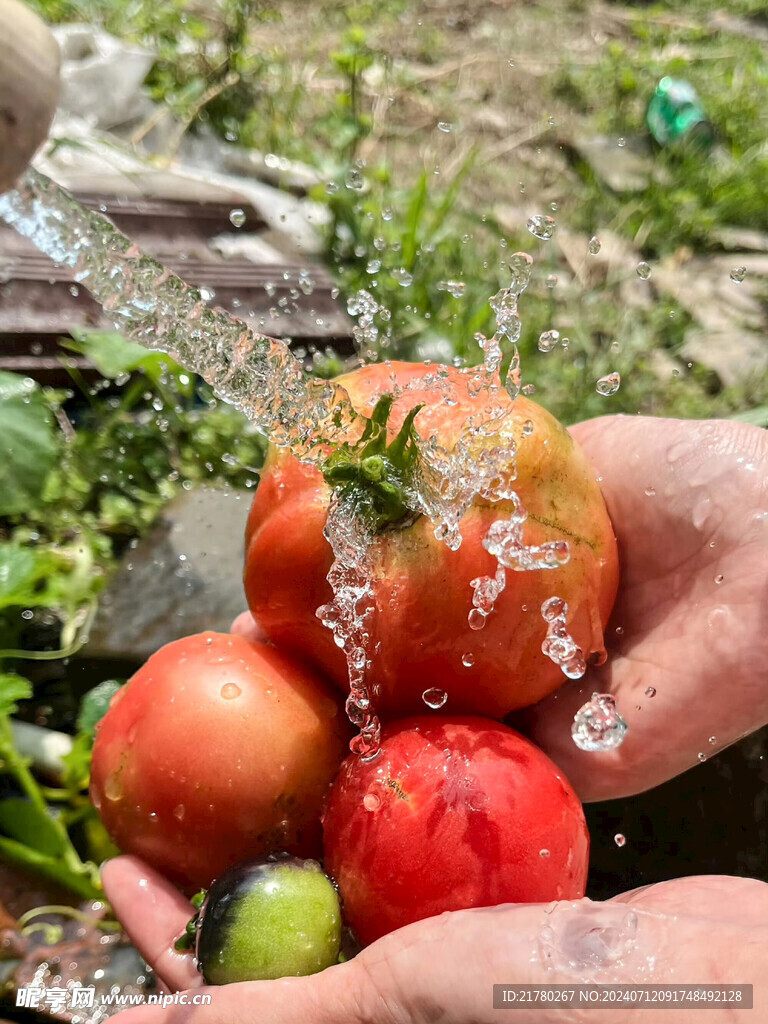 水洗西红杮