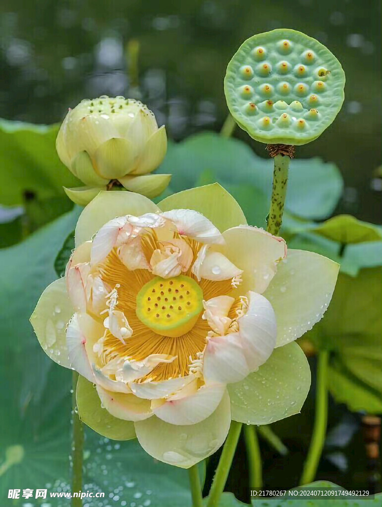 重瓣荷花