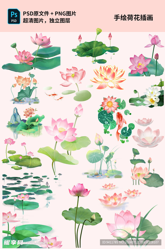 手绘荷花插画