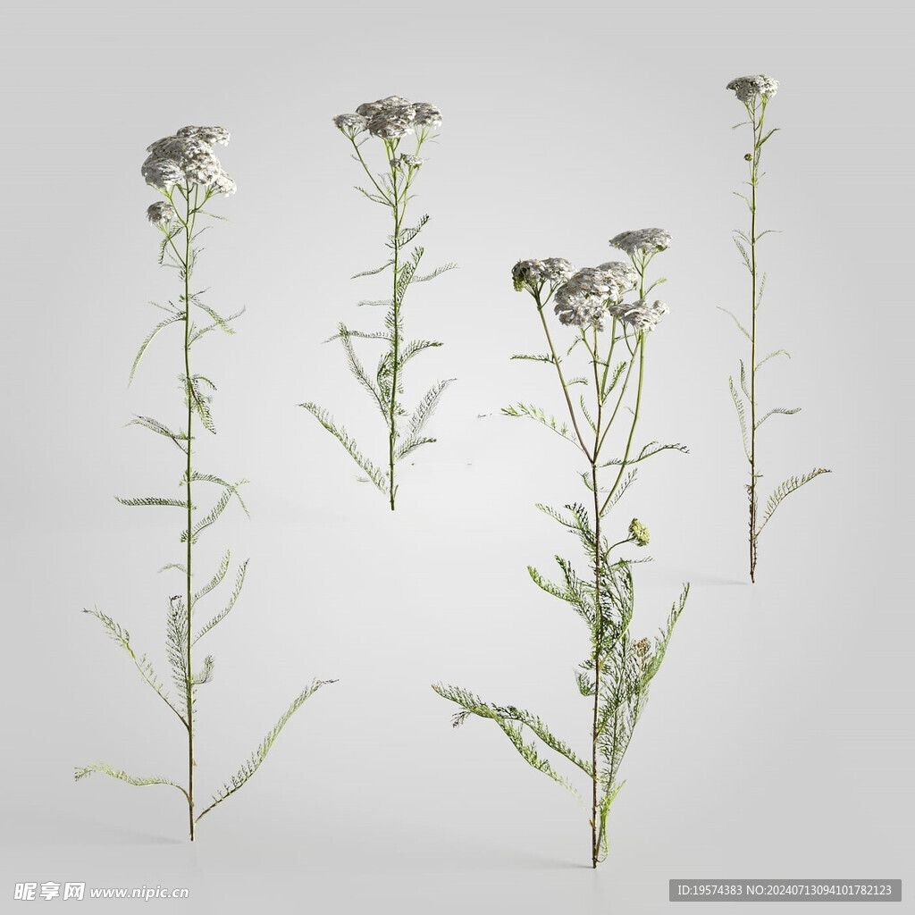 C4D模型 绿色植物