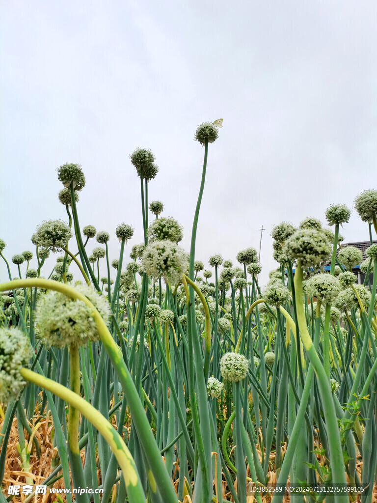 仰视洋葱花球