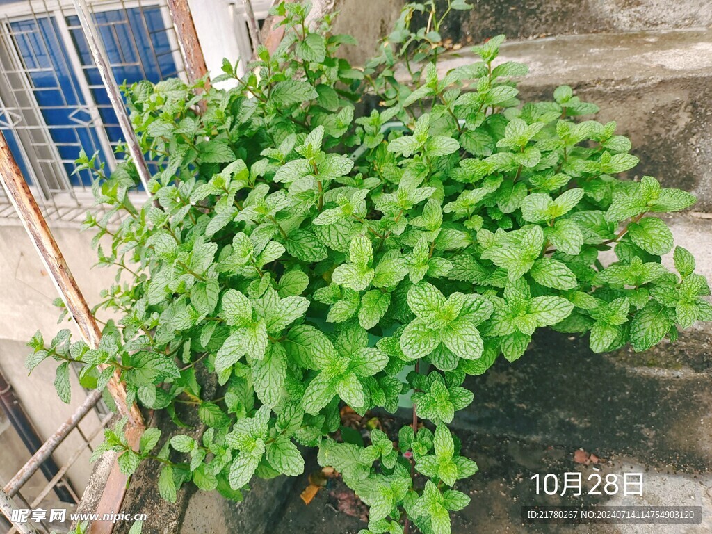 薄荷 